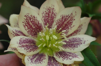 Helleborus_Garten_Coen_van_Poucke_5_03-02-2008.jpg