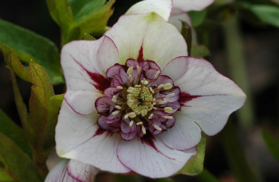 Helleborus_Garten_Coen_van_Poucke_8_03-02-2008.jpg