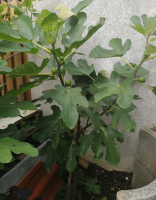 BozenerHausfeige3108.jpg