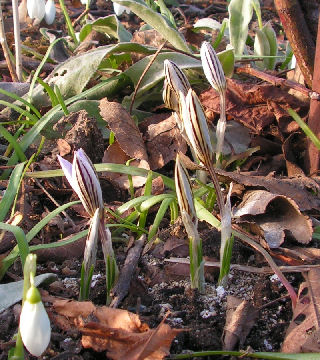 Crocus_reticulatus_062.jpg