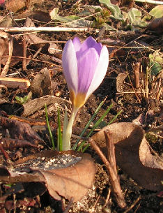 Crocus_dalmaticus_Petrovac_019.jpg