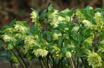 Helleborus_Garten_Coen_van_Poucke__13_03-02-2008.jpg
