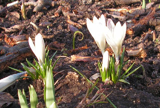 Crocus_korolkowii_Albus_016.jpg