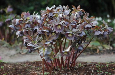 Helleborus_Garten_Coen_van_Poucke_9_03-02-2008.jpg