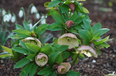 Helleborus_Garten_Coen_van_Poucke__10_03-02-2008.jpg