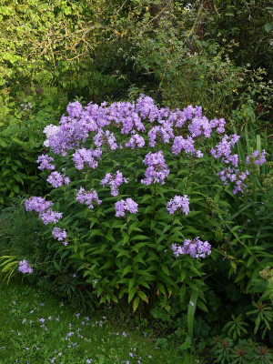 2021-08-31 Phlox 1.jpg