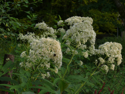 2021-08-31 Eupatorium maculatum 'Ton ter Linden' 1.jpg
