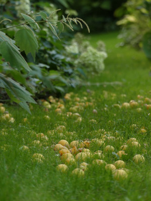 2021-08-31 Gartenimpressionen 2.jpg