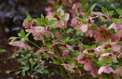 Helleborus_Garten_Coen_van_Poucke__12_03-02-2008.jpg