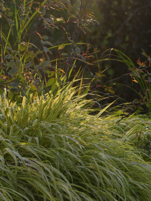 2021-08-31 Gartenimpressionen 3.jpg