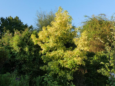 2021_0831letzterAugustSonne0167.JPG