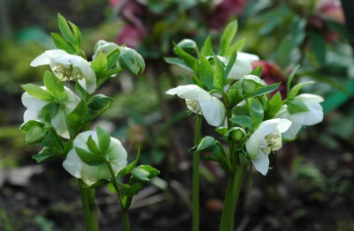 Helleborus_Garten_Coen_van_Poucke__14_03-02-2008.jpg
