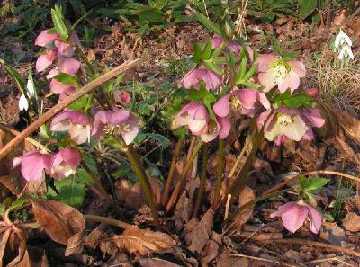 Helleborus_033.jpg