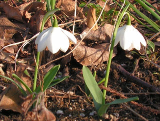Galanthus_Godfrey_Owen_023.jpg