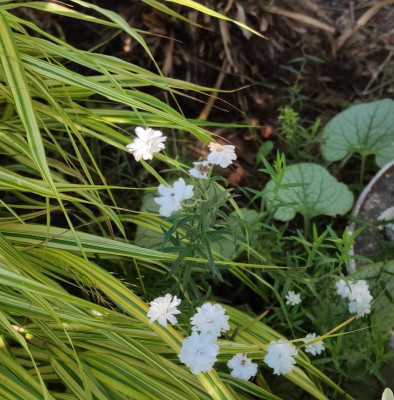 Achillea ptarmica f. Multiplex.jpg