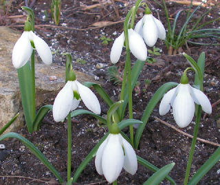 Galanthus_Bertram_Anderson_004.jpg