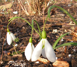 Galanthus_Percy_Picton_050.jpg