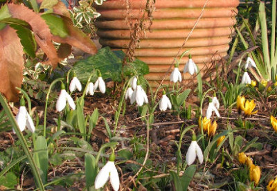 Galanthus_GF_Handel_040.jpg