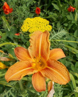 DSCN3124_Papaver_Achillea_Hemerocallis.jpg