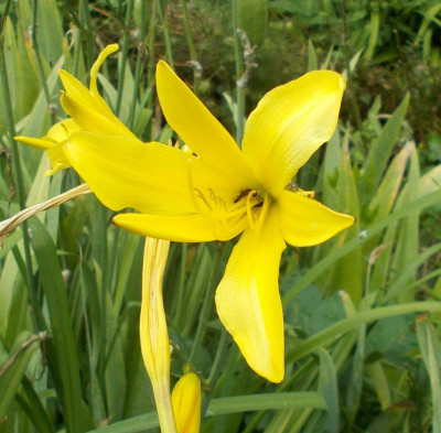 DSCN3135_Hemerocallis_citrina.jpg