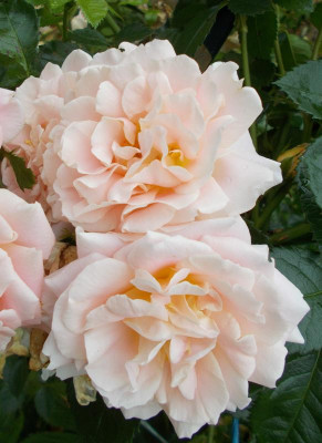 DSCN3136_Rosa.jpg