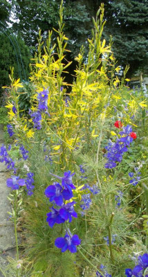 DSCN3137_Consolida_Asphodeline.jpg