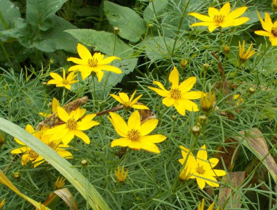 DSCN3161_Coreopsis_verticillata.jpg