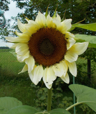 DSCN3162_Helianthus_Moonnight.jpg