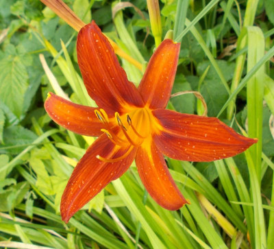 DSCN3164_Hemerocallis.jpg