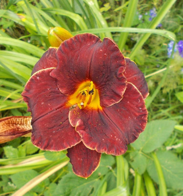DSCN3165_Hemerocallis_Night_Embers.jpg
