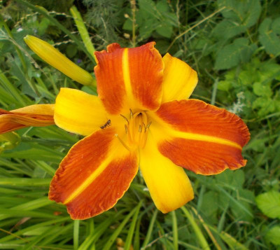 DSCN3166_Hemerocallis_Frans_Hals.jpg