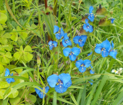 DSCN3168_Commelina_dianthifolia.jpg