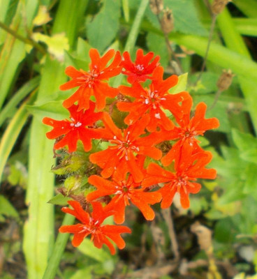 DSCN3169_Lychnis_chalcedonica.jpg