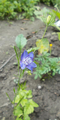 DSCN3194_Nigella_garidella_Blue_Stars.jpg