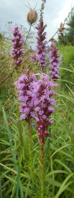 DSCN3195_Liatris_spicata.jpg
