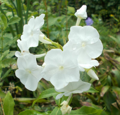 DSCN3204_Phlox_weiss.jpg
