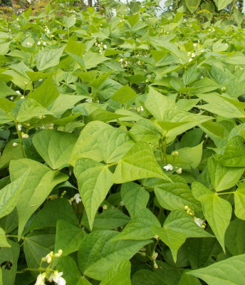 DSCN3205_Phaseolus_vulgaris.jpg