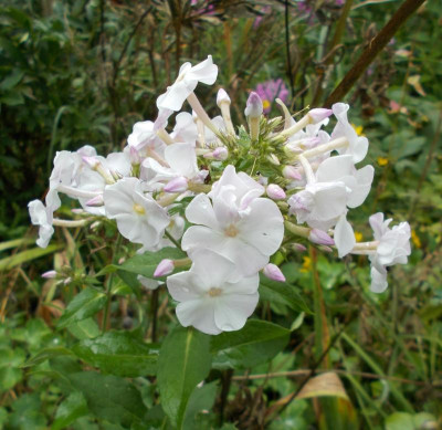 DSCN3206_Phlox_non_Dorffreude.jpg