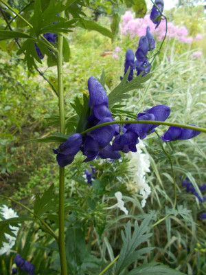 DSCN3208_Aconitum_napellus.jpg