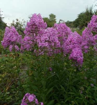 DSCN3210_Phlox_amplifolia.jpg