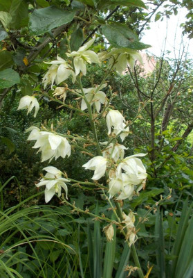 DSCN3211_Yucca_filamentosa.jpg
