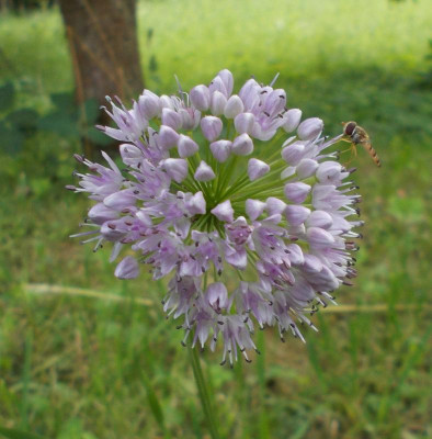DSCN3232_Allium_Dilberdüzü.jpg
