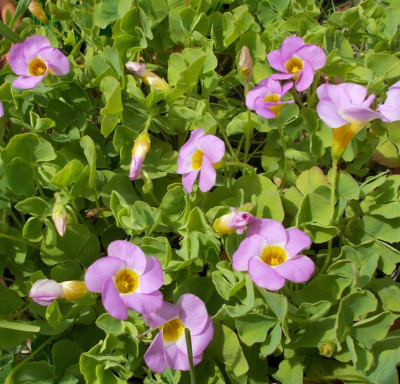 DSCN3234_Oxalis_inops.jpg
