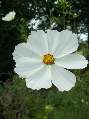 DSCN3237_Cosmos_bipinnatus.jpg