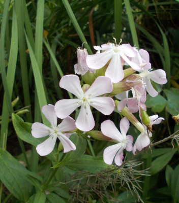 DSCN3238_Saponaria_officinalis.jpg