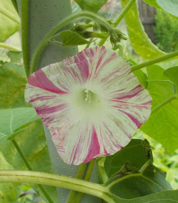 DSCN3243_Ipomoea_non_Pearly_Gates.jpg