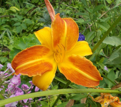 DSCN3244_Hemerocallis.jpg