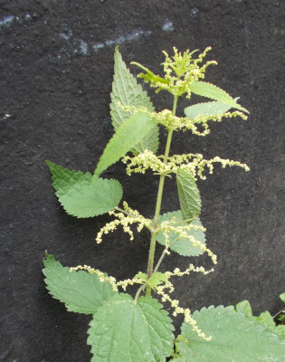 DSCN3250_Urtica_dioica.jpg