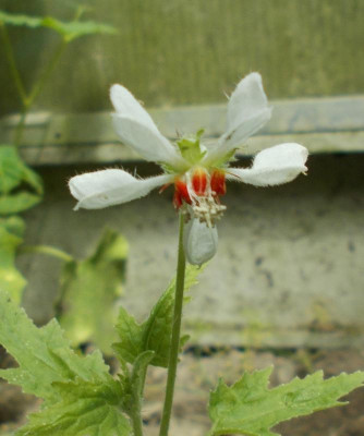 DSCN3268_Blumenbachia.jpg