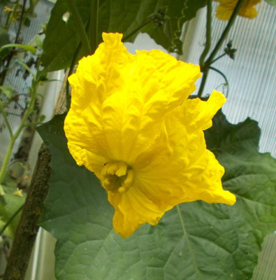 DSCN3271_Luffa.jpg